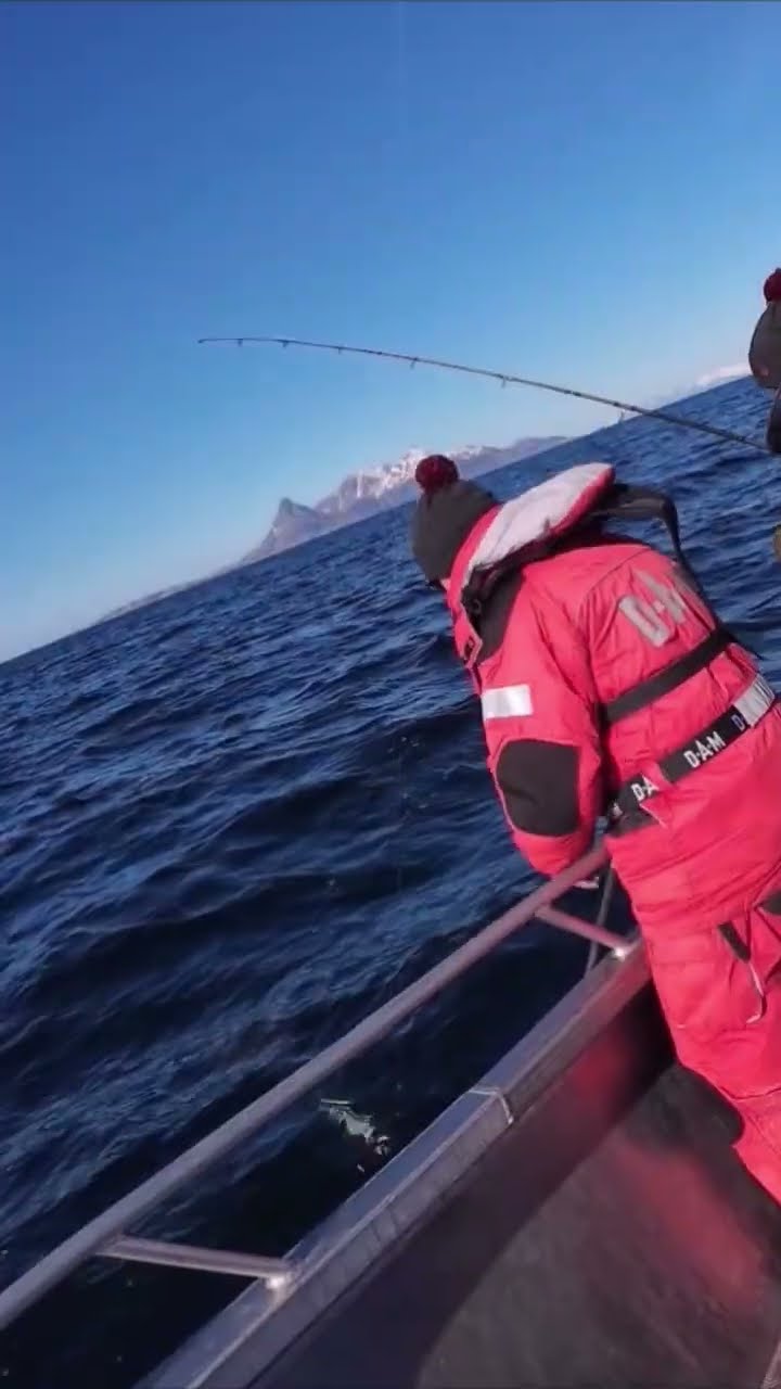 Extrem übermütiger Heilbutt kommt hinterher und will den Dorsch! # ... Extrem übermütiger Heilbutt kommt hinterher und will den Dorsch! # ...