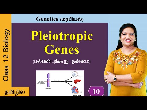 Pleiotropic genes (Pleiotropy) | Genetics Class 12 in Tamil