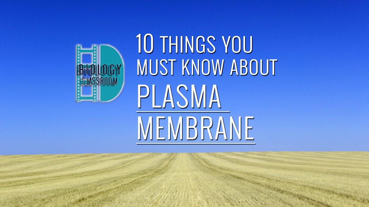 A-Level Biology - 10 things you have to know about the plasma membrane