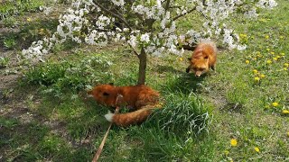 Vasilisa the Fox and Alf the Fox Together after Separation