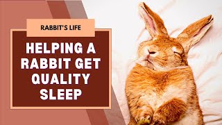 The Expert's Guide to RABBIT SLEEP