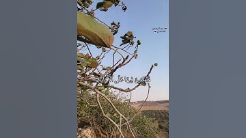 وجزاهم بما صبروا جنةً وحريرا|قرآن كريم|#عبدالرحمن_العثمان #حالات_واتساب ايدون اربد الاردن