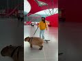 A small girl on a skateboard walking a capybara in Ferrari world yas island #shortvideo #shortsfeed