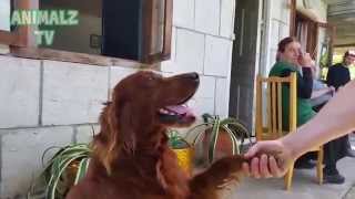 Cute Irish Setter Dog Shaking Hands as a Human