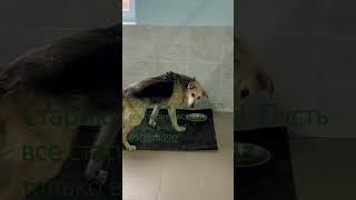 Сказки из жизни приют Хакасия. 700 собак. Старики! Пожизненное содержание 89135440512