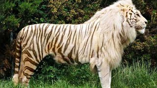 10 Rarest Cross Breed Animals In The World by MIND TWISTER 2,166 views 9 months ago 8 minutes, 3 seconds