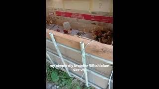 Homemade Brooder Wed Rir Chicken Orted