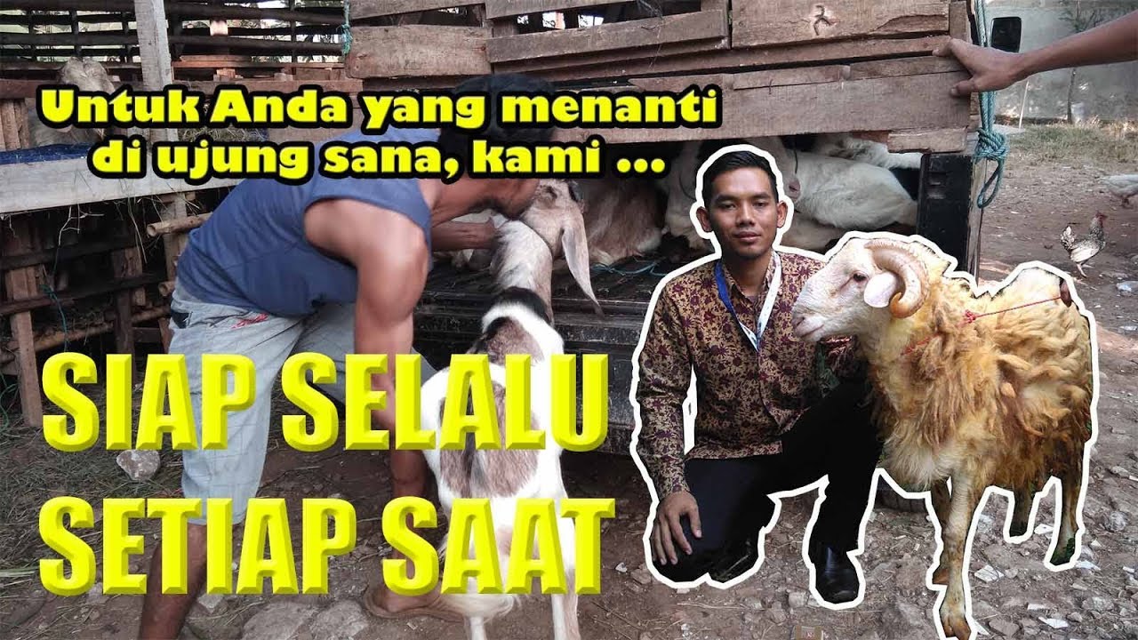 Jual kambing 2020 - YouTube