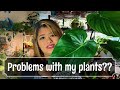 The Ugly Truth of Owning Houseplants | Dealing With Thrips and Dying Plants