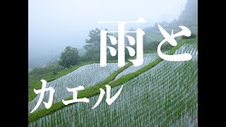 【癒し系】雨とカエル《1時間》