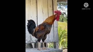 Suara Ayam Pelung Terpanjang Dan Termerdu Di Dunia