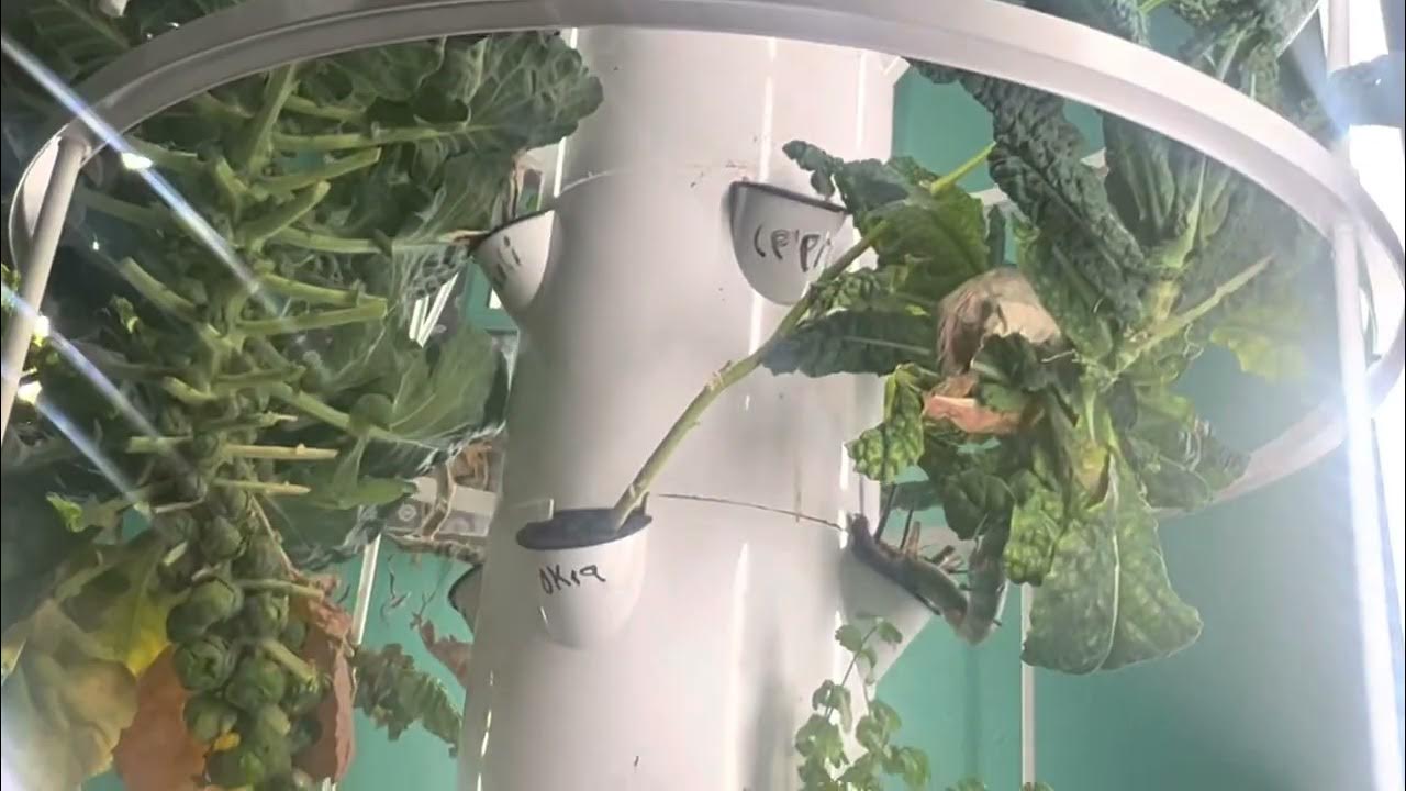 What water filter should I use for filling the tower garden? YouTube