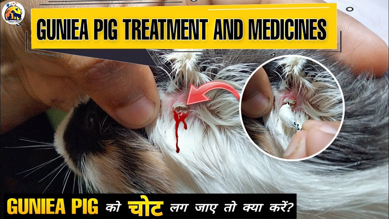 Guinea Pig Treatment and Medicine || गिनी पिग को चोट लग जाए तो क्या करे ...