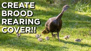 The BEST Brood Rearing Cover For Turkeys?!