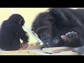 リュウ家族 チンパンジー9 Chimpanzee Ryu family groups