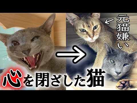 心を閉ざした元繁殖猫が他の猫に人間の優しさを教えてもらう様子【人馴れ訓練】