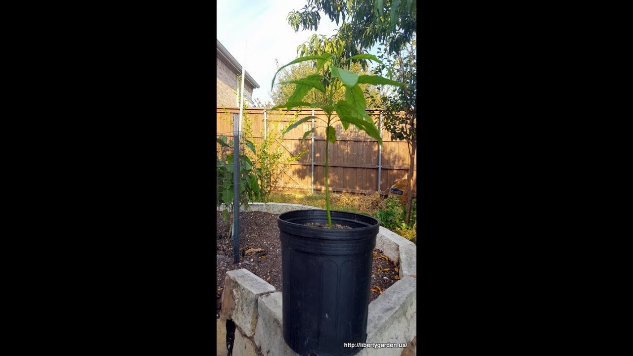 Sprouting Avocado Pits in the Compost Bin YouTube