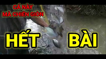 GIĂNG LƯỚI CÁ SẶC/SĂN BẮT MIỀN TÂY 71/ĐẶC SẢN MIỀN TÂY