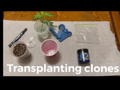 How I transplant clones to a solo cup