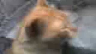 Video0056.3gp