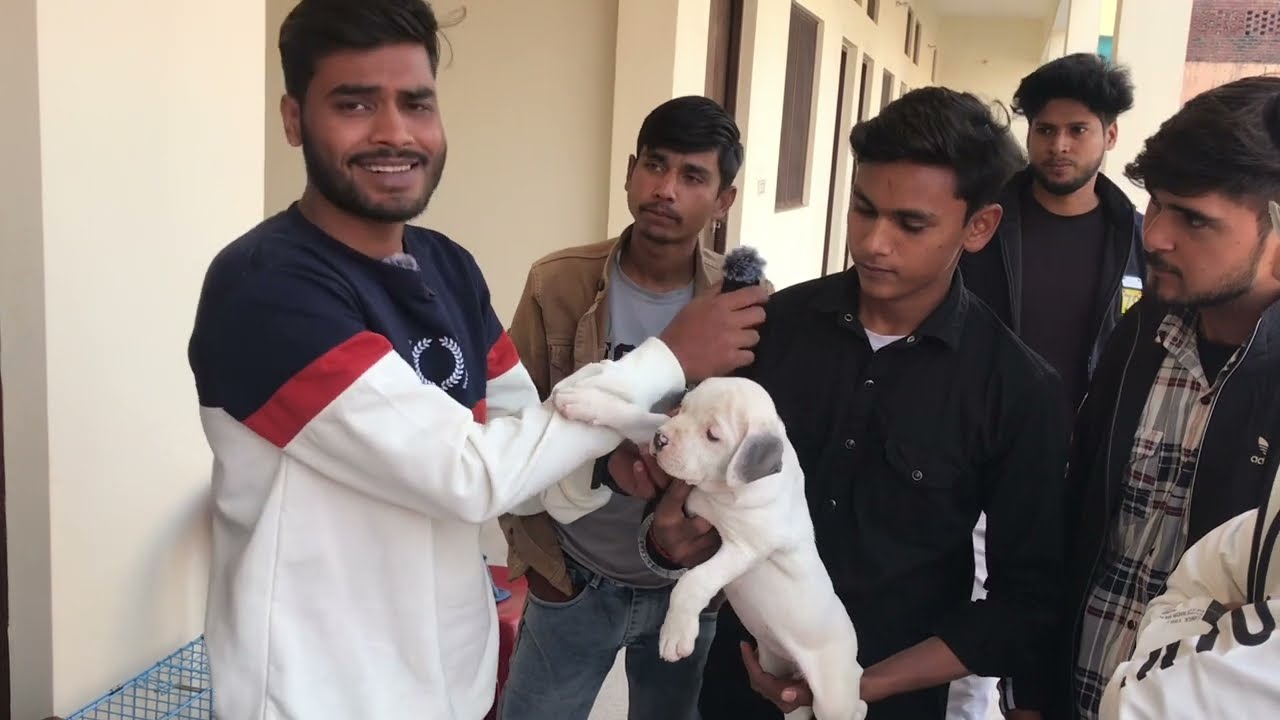 Cheapest Dog Market In India Amroha Dog Show All Breeds Puppy cheapest-dog-market-in-india-amroha-dog-show-all-breeds-puppy