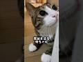 主婦でも出来るDIY #cats #DIY#球太