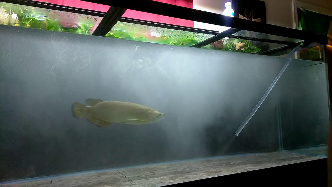 camera iphone 8 plus apk Jardini arowana getting a water change