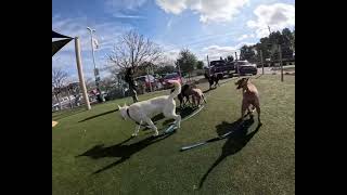 Dean And Sam Siblings, With Sapphire, Paisley, Roxanne, Shelton And Clove