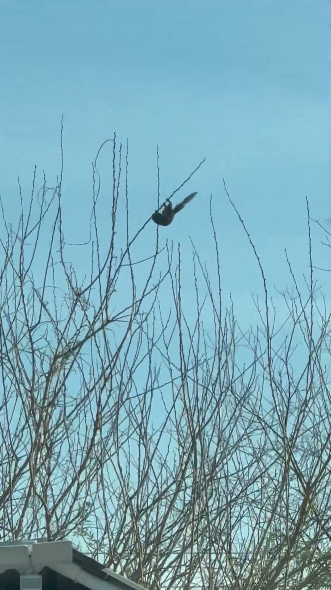 Thin Branch Bends Under Squirrel's Weight || ViralHog