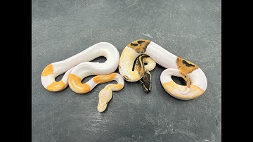 Gotta Have It Dreamsicles and a crazy paradox Dreamsicle Ball Python!