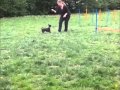 2.5.2015 - AGILITY AND TRICKS