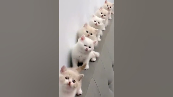 Les chat plus mignons🐈🙀😻