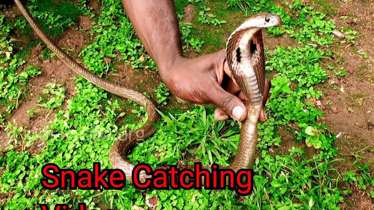 Snake Catching Video 🐍 |Lihaa's Vlogs | Hosur - YouTube