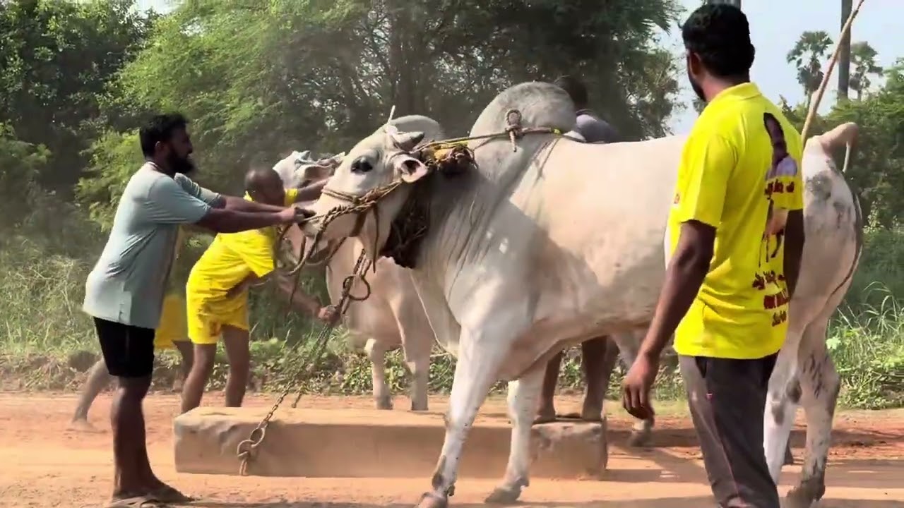 @rkbullsvetapalem1403 VeeraNarasimha & Samaraasimhaa 🔥 new category bulls