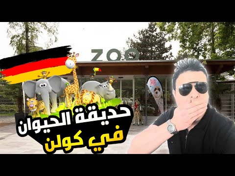 فيديو: حديقة حيوان في كولونيا