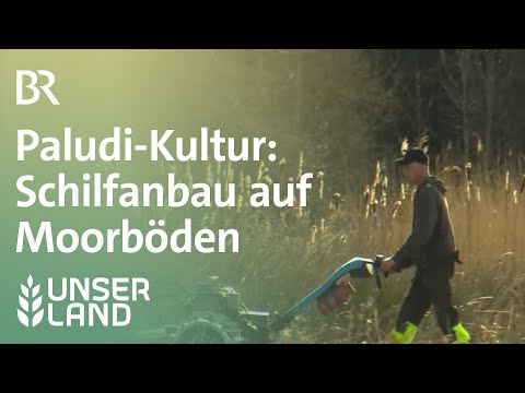Video: Rohrkolben - Sumpfgras