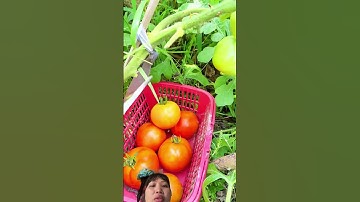 Cách Người dân thu hoạch cà chua trái rất là to và bí đao xanh rất là to