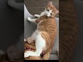 Funny Cat moment