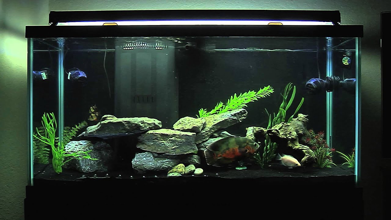 best fish for 90 gallon freshwater tank