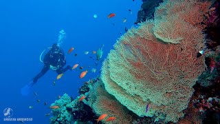 Ägypten 2020  Tauchen mit EXTRADIVERS im Roten Meer  Mövenpick Resort El Quseir