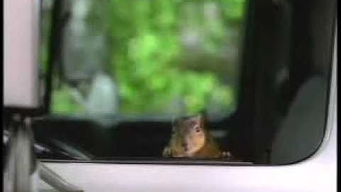 LeafGuard Gutters Squirrel Commercial