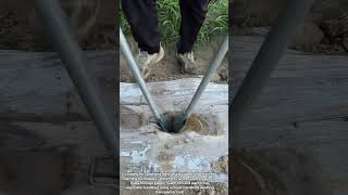 Satisfying Seedling Transplanter Tool in Action!#shorts Satisfying Seedling Transplanter Tool in Action!#shorts