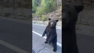 Car Passenger Gets Startled by a Bear Which Leaves the Bear Wondering