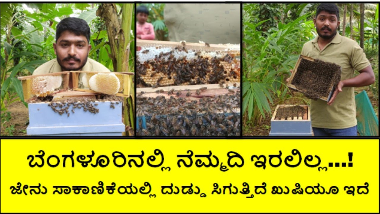 ಹಳ್ಳಿಗೆ ಬಂದು ಜೇನು ಸಾಕಿದೆ...! ಇದರಿಂದ ನನಗೆ ಆದಾಯ ಮತ್ತು ನೆಮ್ಮದಿ ಎರಡು ಸಿಕ್ಕಿದೆ