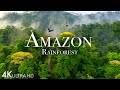 Amazon 4k  the worlds largest tropical rainforest part 2  jungle sounds  scenic relaxation film