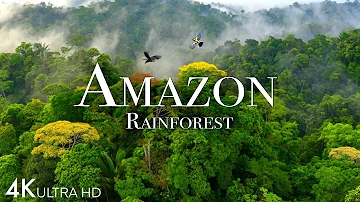 Amazon 4k - The World’s Largest Tropical Rainforest Part 2 | Jungle Sounds | Scenic Relaxation Film