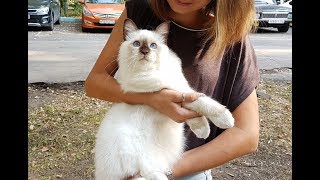 Презентация бирманского кота ИЛЬВЕР БЕЛЫЕ ЛАПКИ Презентация бирманского кота ИЛЬВЕР БЕЛЫЕ ЛАПКИ