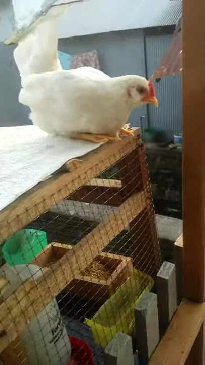 Ayam kate putih vs kate kuning