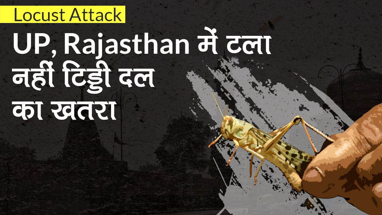 Locust attack: UP, Rajasthan में टला नहीं टिड्डी दल का खतरा, प्रशासन अलर्ट पर