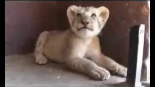 Amazing video ever by Ahmed el Ashry.mp4